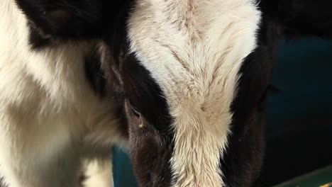 in this extreme closeup a white and brown spotted dairy cow suddenly becomes camerashy