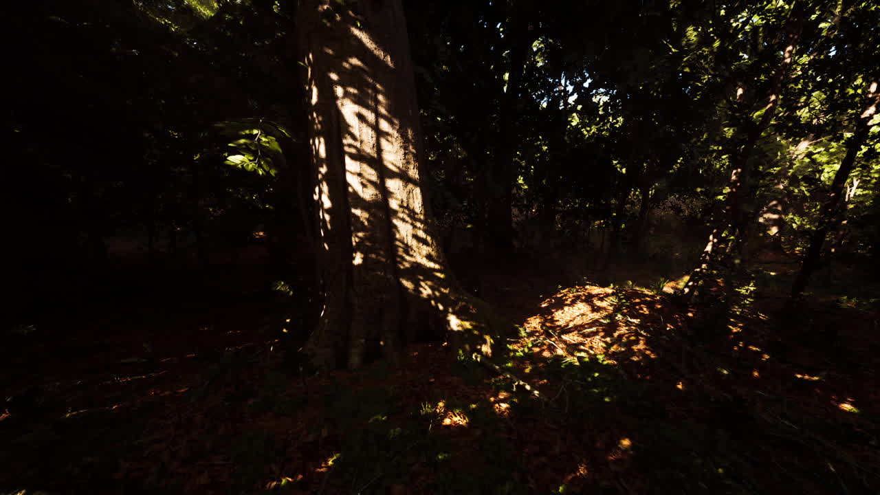 숲의 옥상 을 통해 빛 이 필터링 되는 것