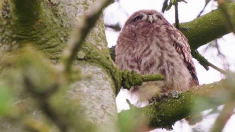 búho sentado en un árbol mirando a su alrededor en un frío día de invierno