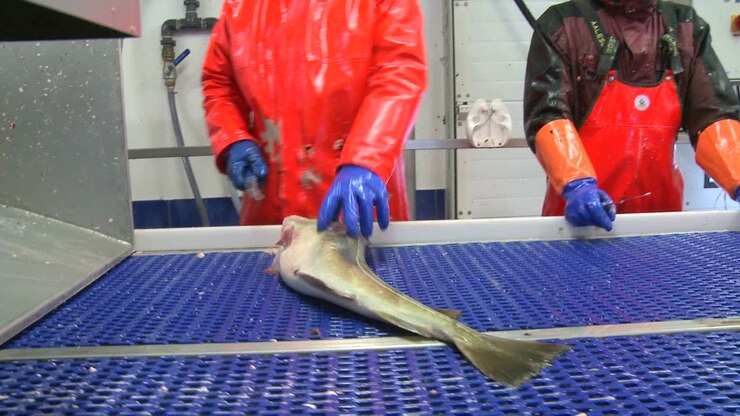 Men work cutting and cleaning fish on an assembly line at a fish processing factory 3