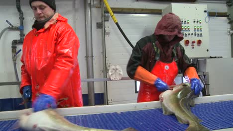 Los-Hombres-Trabajan-Cortando-Y-Limpiando-Pescado-En-Una-Línea-De-Montaje-En-Una-Fábrica-De-Procesamiento-De-Pescado-3