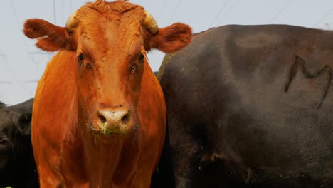 sad looking red haired ginger cow looking right into camera with black cows in background as flies keep flying around face on grass fed beef farm