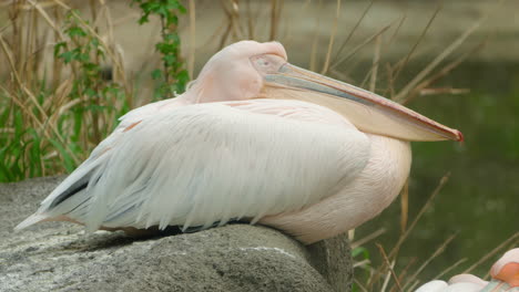 resting great white pelican bird over rock in the lakeshore