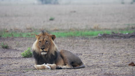 black-maned lion lying on the ground under the rain in nxai pan, botswana - medium shot