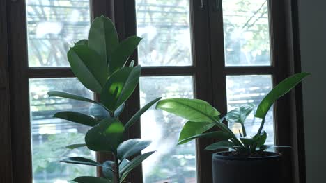 View to the small tree in pot inside the warm homy bedroom, decoration room with greenery natural plant tree pot with wooden and glasses window