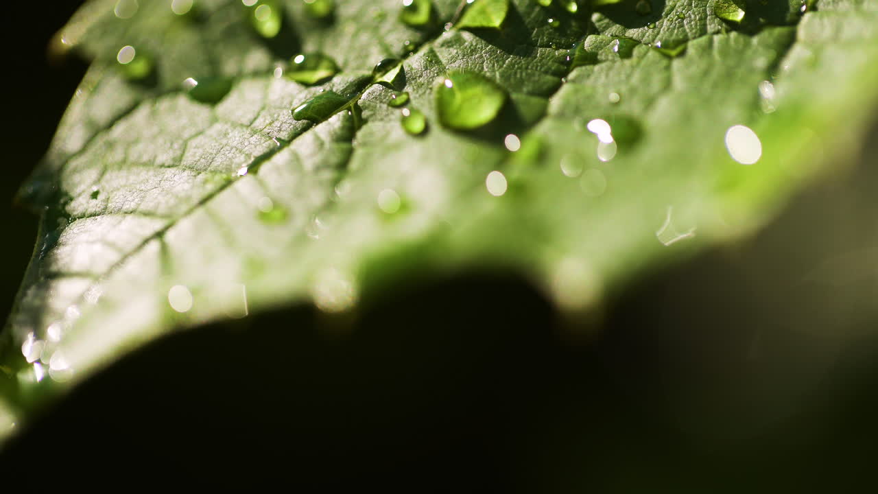 el rocío reluciente en las hojas frescas