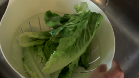 close up of female hands washing lettuce