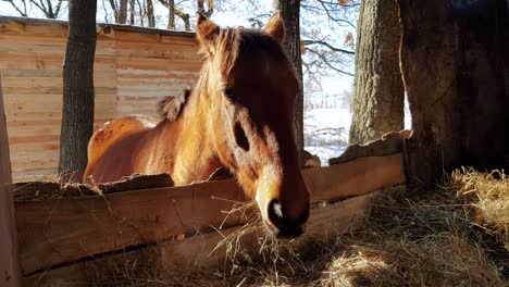 young brown horse feeding hay in stall - horse feeder on stable