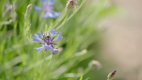 Cinematic-shot-of-a-honey-bee-collecting-nectar-on-a-flower,-bee-flies-away-and-lands-on-another-flower