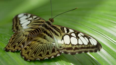 macro: yellow,white, black striped butterfly resting on green leaf in wilderness