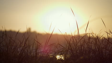 Weiches-Licht-Untergehende-Sonne-über-Grünem-Gras.-Ruhige-Landschaft,-Gelber-Sonnenuntergang-Auf-Dem-Sumpf.