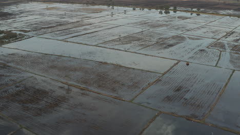 Campo-De-Arroz-Inundado-Y-Bandadas-De-Pájaros-En-Un-Hermoso-Día