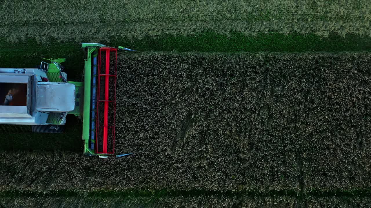Aerial top view of combine harvester collecting barley in grain tank