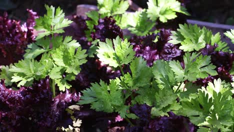 detailed view of parsley and purple lettuce in a vegetable plot