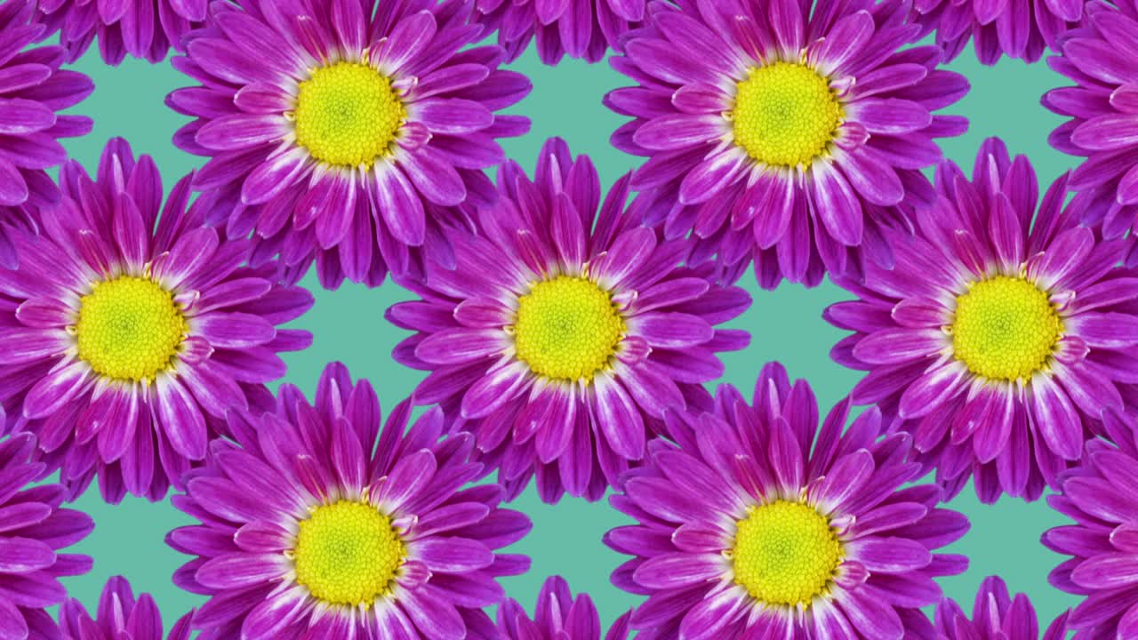 Fundo verde com crisântemos. Padrão de animação floral em loop contínuo.