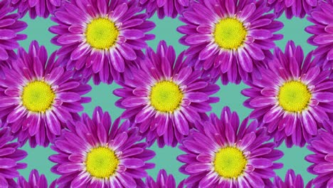 green background with chrysanthemums. floral seamless loop animation pattern