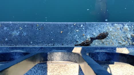 Couple-of-sparrows-eating-bread-crumbs-on-a-pond-ledge-on-a-sunny-day-in-Retiro-park-in-Madrid