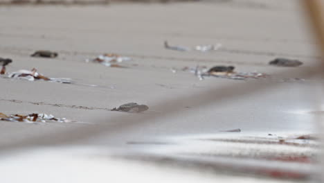 baby sea turtles crawl across a sandy beach towards the ocean