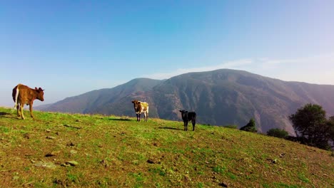 Kühe-Grasen-Im-Berggrasland