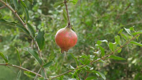 fruta de granada roja madura en la rama de un árbol en el jardín