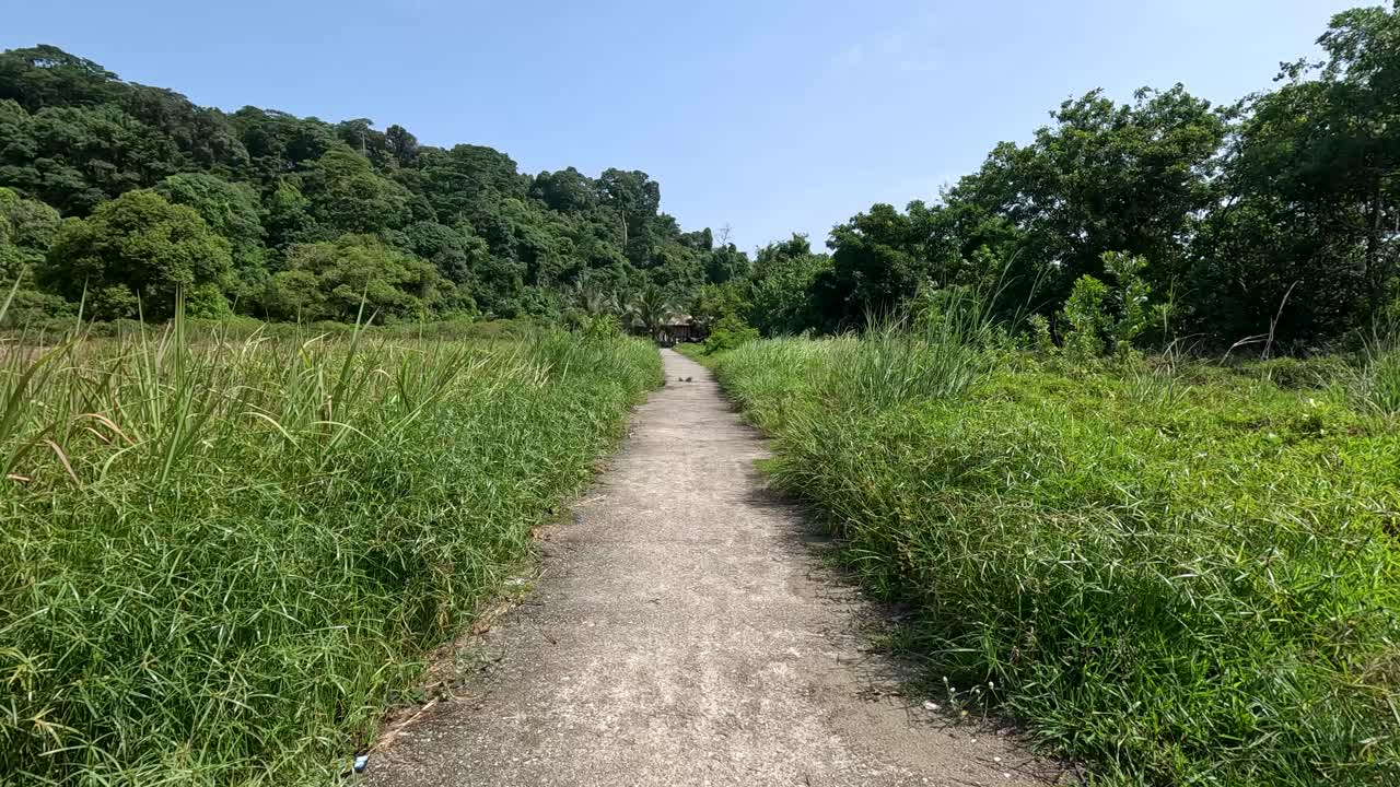 Forward-moving camera travels along a narrow concrete walkway bordered by tall grass and dense greenery under bright natural daylight in Ko Phayam, Thailand