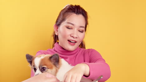 밝은 노란색 배경에서 휴식을 취하기 위해 치와와 혼합 포메라니안 개와 아시아의 화려한 젊은 쇼 사랑과 놀이