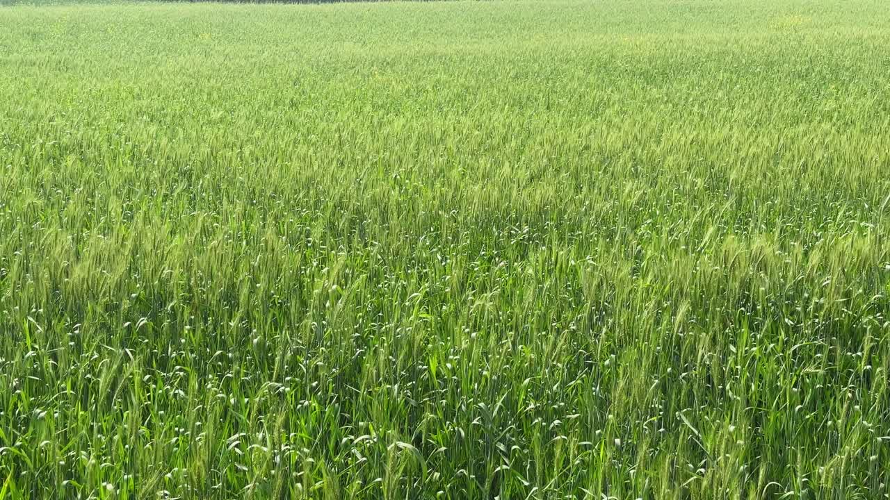 Ampia ripresa statica di un lussureggiante campo di cereali verdi con le spighe che ondeggiano dolcemente nella brezza, delicatamente illuminate dal caldo sole che crea una texture e un bagliore naturali.