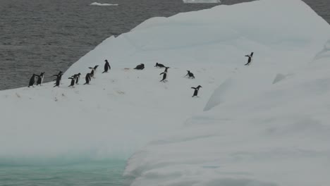 Penguins-on-ice-berg-or-float-running-away,-scared-from-predator