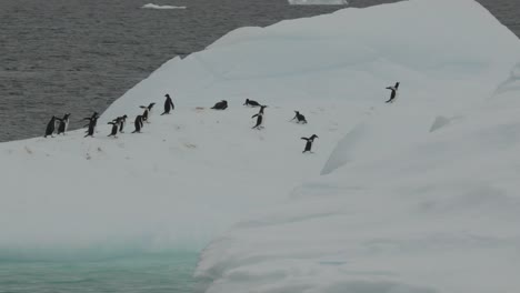 penguins on ice berg or float running away, scared from predator