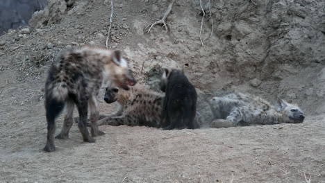 spotted hyena den site in greater kruger national park africa as hyenas interact and play fight