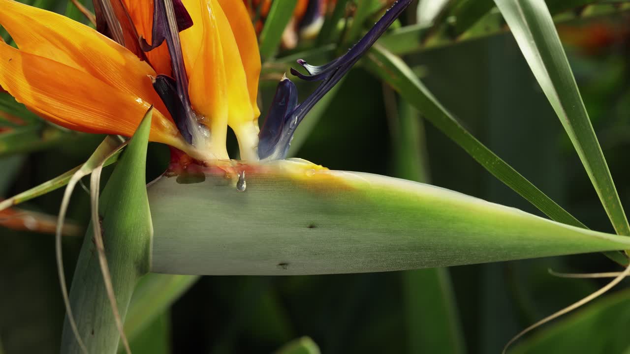 vista más cercana y movimiento de la cámara del lado derecho de una flor de strelitzia reginae