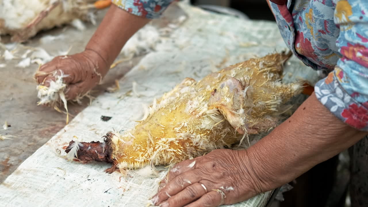 A grandma plucking a dead duck. Village