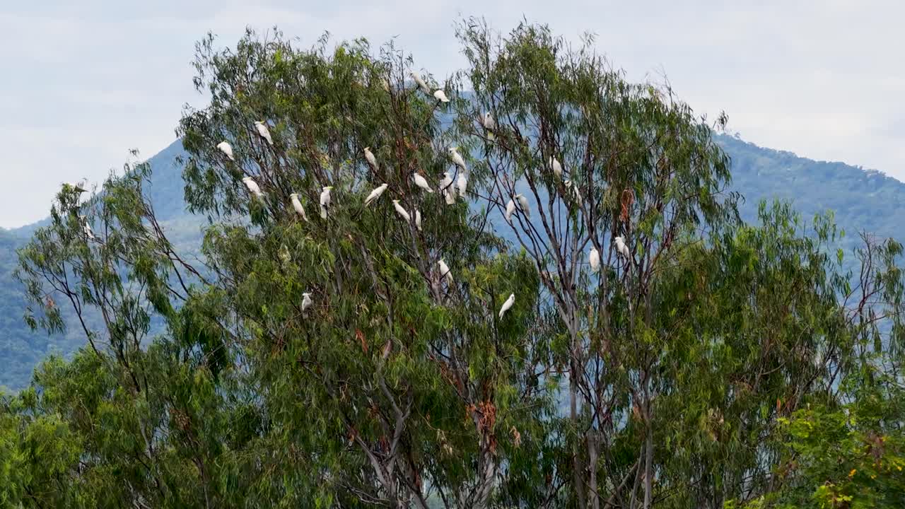 Sulfur-crested cockatoos perched in a tree against a mountainous backdrop, captured in natural daylight