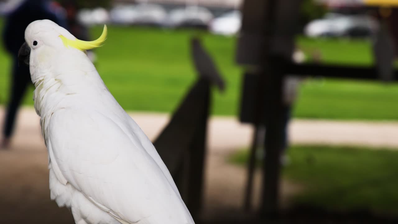 경치 좋은 장소 근처 에 서 있는 카카투