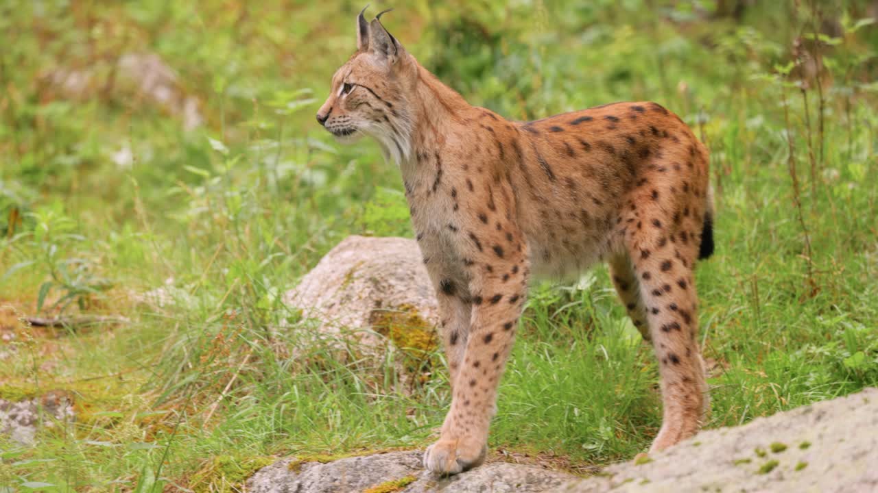 Den eurasiske los (Lynx lynx) i skoven.