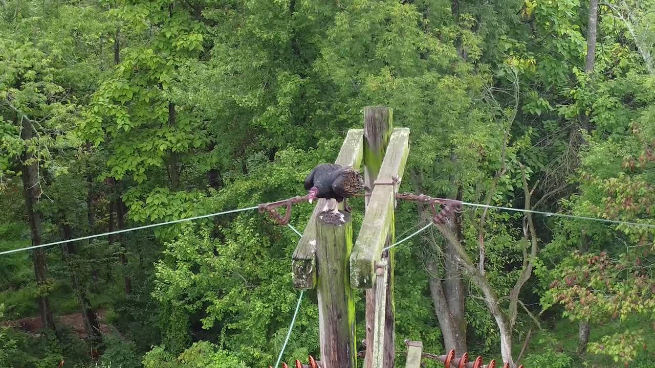 Black Vulture Bird on Powerlines pole