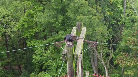 black vulture bird on powerlines pole