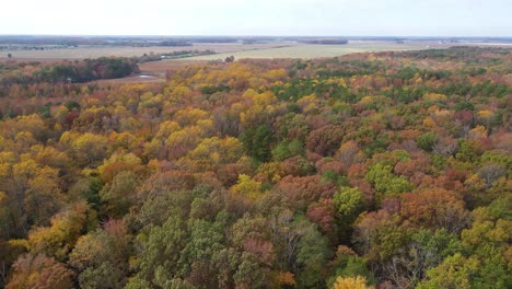 chasing birds over some autumn like trees