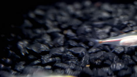 a tiny transparent fish seems to glow as it swims over black aquarium gravel