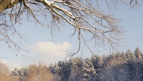 雪覆蓋的樹枝和覆蓋雪的森林,右邊畫面