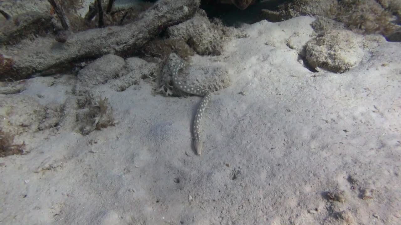 anguila de cola afilada explorando