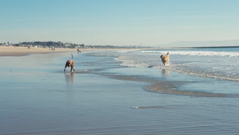 Perros-Felices-Divirtiéndose-En-La-Playa,-Pitbull-Y-Golden-Retriever-En-Aguas-Poco-Profundas-Del-Océano,-Cámara-Lenta