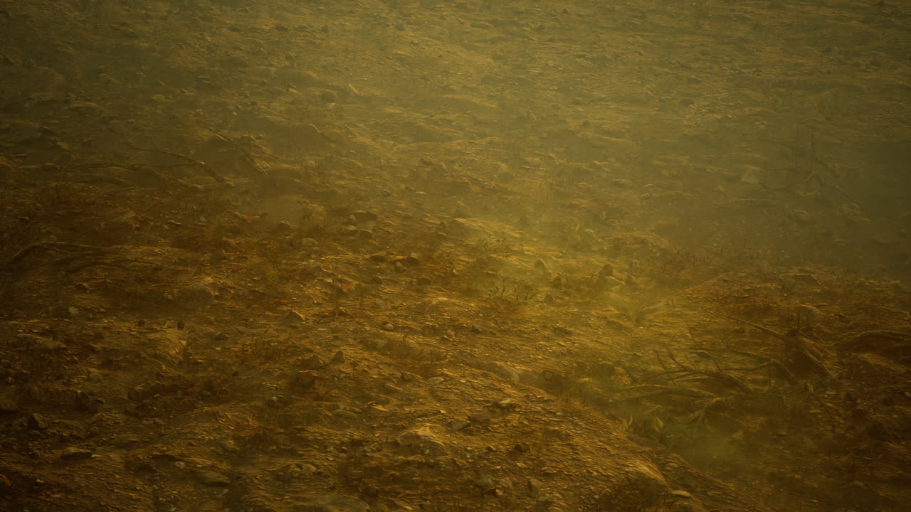 Underwater view of a sandy lakebed with aquatic plants and shadows