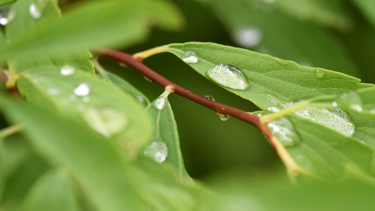 Dew Droplets On Fresh Green Leaves In The Morning After The Rain -closeup shot