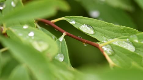 dew droplets on fresh green leaves in the morning after the rain -closeup shot