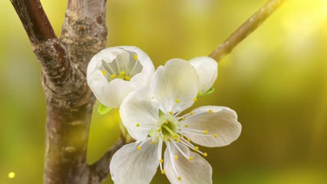 beautiful spring cherry tree flowers blossom timelapse, extreme close up. time lapse of easter fresh blossoming cherry closeup. 4k uhd video