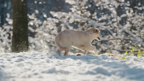 an energetic golden retriever runs quickly through the fresh snow. 4k slow motion video
