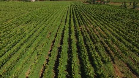 hileras de vides de uva en una gran granja