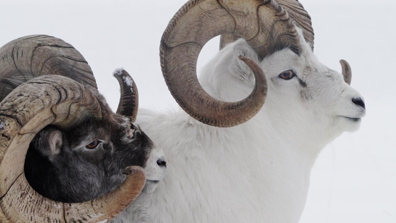 Kanada, Whitehorse'daki Yukon'un karlı kış parkında taş koyunlar. Yakın çekim.