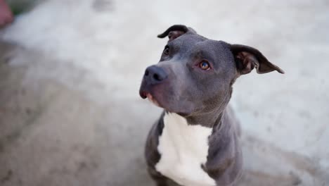 blue pitbull with white collar looking to the camera outdoors